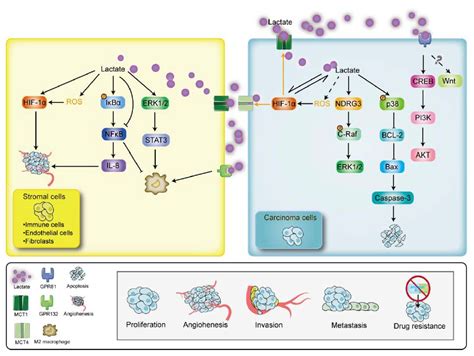 Cancers Free Full Text Understanding The Contribution Of Lactate