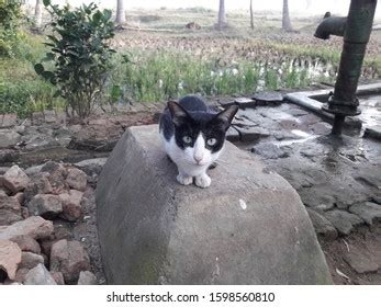Cute Black Pussy Sitting Stock Photo 1598560810 Shutterstock