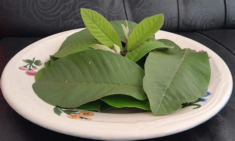 Catat Ini 15 Manfaat Daun Jambu Biji Untuk Wajah Dan Cara