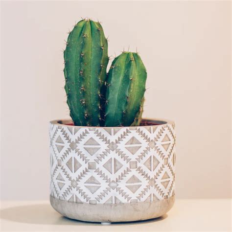 Office Desk Cactus - My Blog
