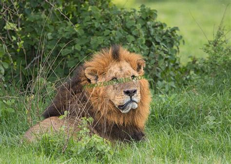 Masai Mara National Park Firoz Tours And Safaris