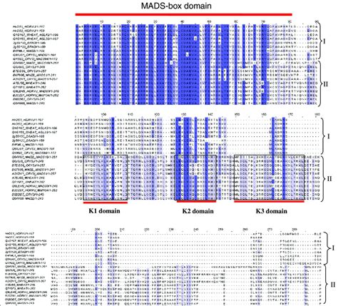 Amino Acid Sequence Comparisons Between Type I Mads Box Proteins And