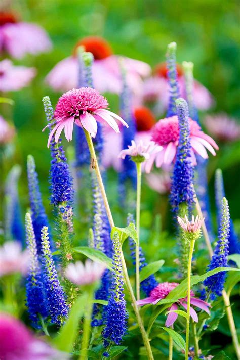 24 Perennial Plant Combinations That Look Stunning Together