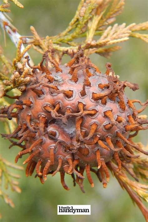 Cedar Tree Disease Identification Normand Packard