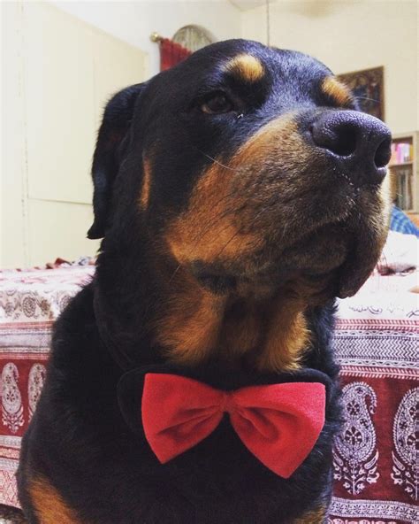 Are Rottweilers Friendly With Strangers