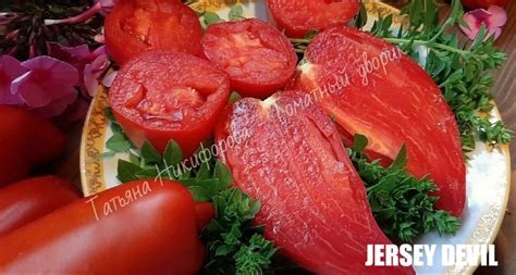 Томат Дьявол Джерси: описание сорта, отзывы, фото | tomatland.ru