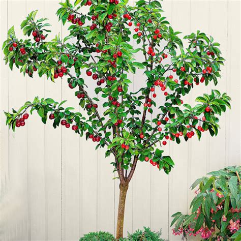 Вишня карликовая Золушка - купить с доставкой по Украине, цена в ...