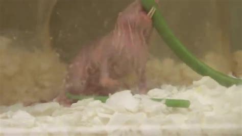 Naked Mole Rats Turn Into Plants When Oxygen EurekAlert