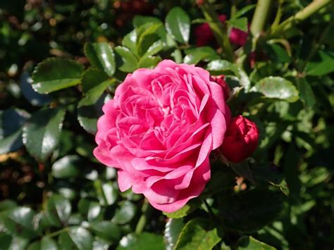 Zwergrose 'Pepita' / Rosa 'Pepita'