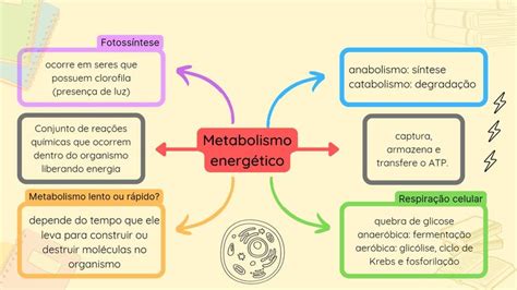 Metabolismo Energ Tico Metabolismo Energ Tico Como Estudar Anatomia