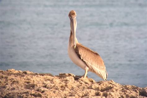 Birding Aruba Part 2 By Tim Schreckengost Nemesis Bird
