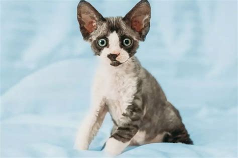 devon rex saiba tudo sobre essa raca encantadora