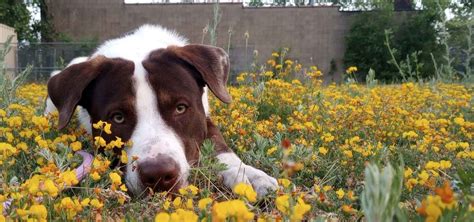 I Heart Dogs Rescue And Animal Haven Membership To I Heart Dogs