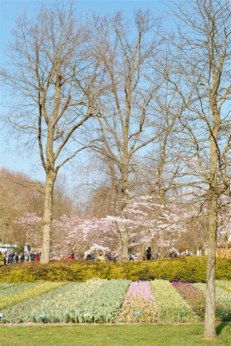 Trip to Keukenkof Gardens - Tea Cups & Tulips