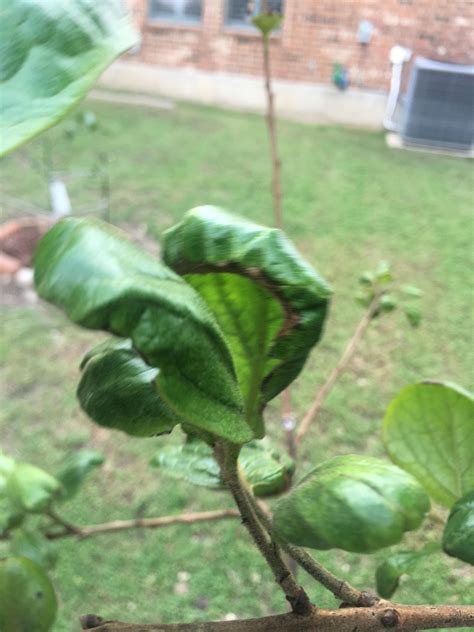 Persimmon Tree Leaves