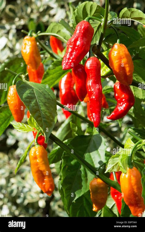 Extremely Hot Bhut Jolokia Chillies Aka Ghost Peppers Growing Uk Stock Photo Alamy