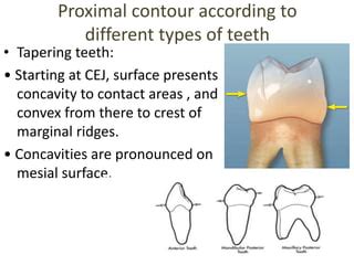 Contacts and Contours | PPTX