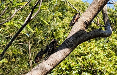 Cicada Season Australian Environmental Education