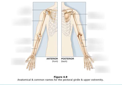 Chapter 4 Diagram: Anatomical & common names for the pectoral girdle ...
