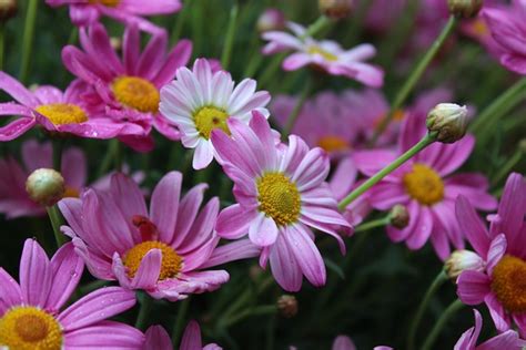 Marguerite Daisy Flowers Plants Free Photo On Pixabay Pixabay