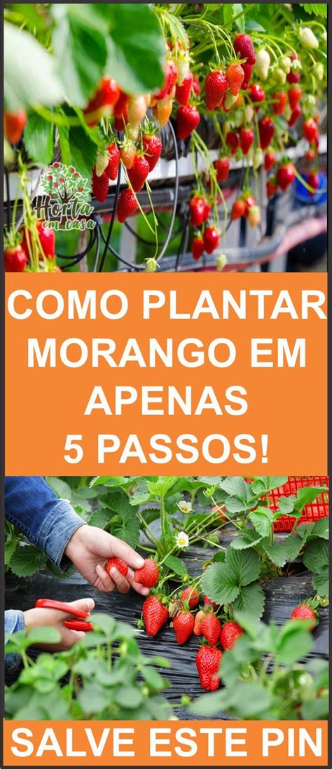 Como Plantar Morango Em Apenas 5 Passos Herbs Plants Flowers