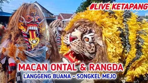 Macan Ontal Rangda Jaranan Langgeng Buana Songkel Mejo Live