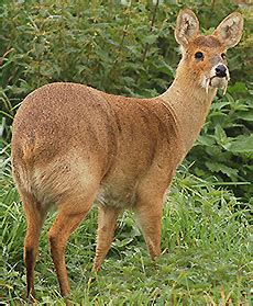 Оленевые (виды)