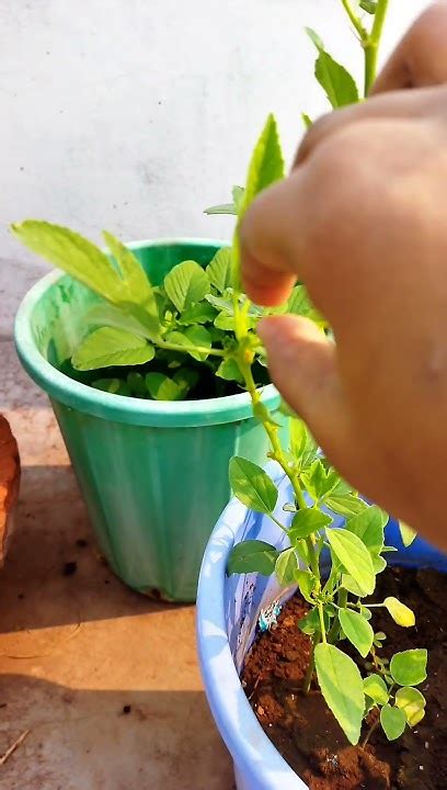 Gongura Harvest From My Terrace Garden Leafy Vegetables Harvest Youtube