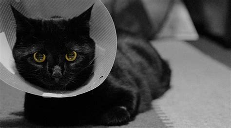 How To Deal With A Sick Cat Bravecto Blog
