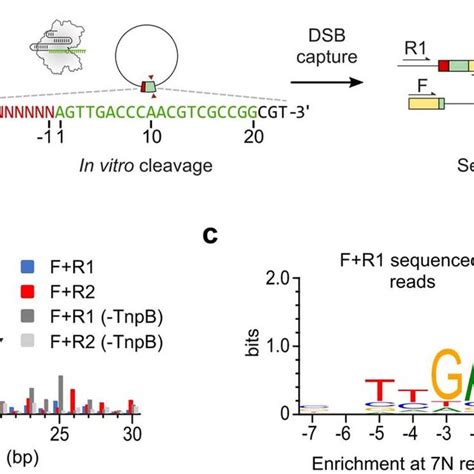 Pdf Transposon Associated Tnpb Is A Programmable Rna Guided Dna Endonuclease