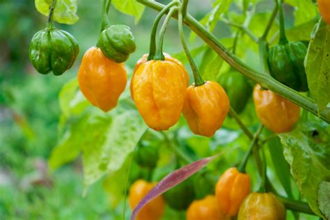 Habanero züchten » So ziehen Sie die scharfe Chili selbst