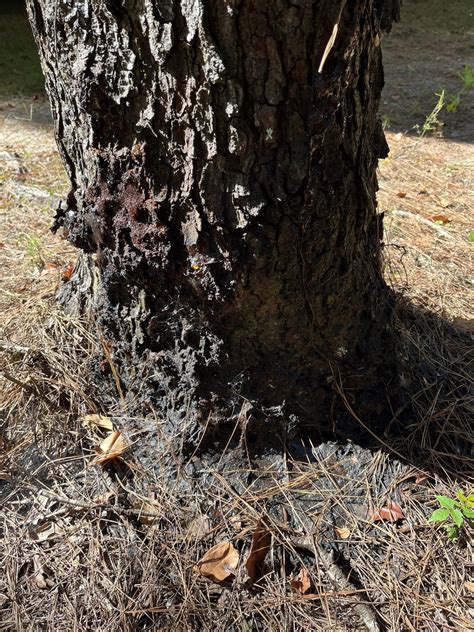 Cherry Tree Disease Rgardenmaintenance