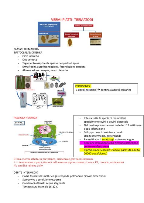 Vermi Piatti Appunti Di Lezione Parassitologia E Malattie