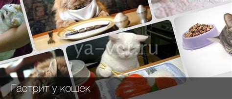 Гастрит у кошек: первые признаки, эффективное лечение и профилактика