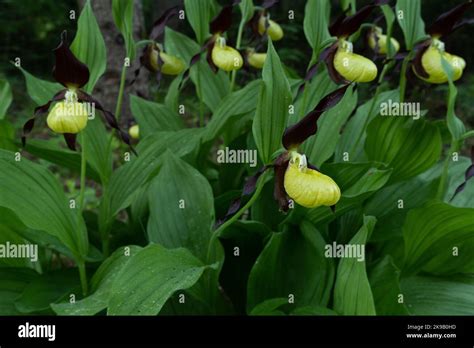 Blooming Lady's-slipper orchid in Estonian boreal forest during an ...