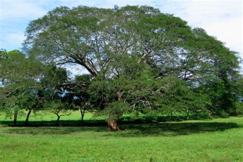 El Árbol de Guanacaste | Revista de Flores, Plantas, Jardinería, Paisajismo y Medio ambiente