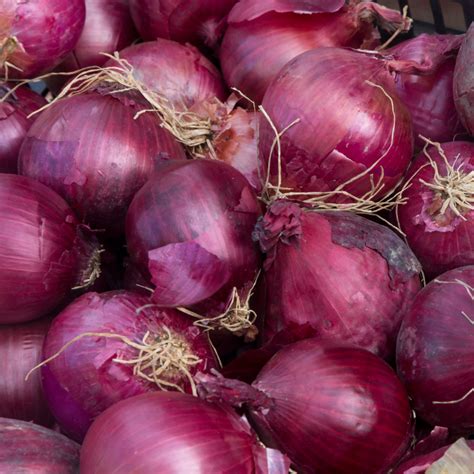 Redwing Onion Plants Stores For 8 Months Steele Plant Company