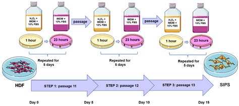 Ijms Free Full Text Modeling Of The Senescence Associated Phenotype