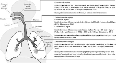 Human Respiratory System Particle Deposition Efficiency During Nasal