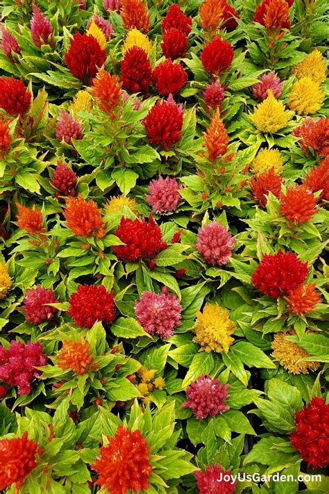 Bromeliad Care: How to Successfully Grow Bromeliads Indoors