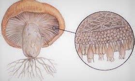 Basidiomycota Ecology Characteristic Features Reproduction and ...