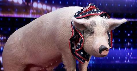 Pork Chop Revue Coming To Wilstem Wildlife Park In 2023