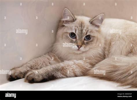 White Siberian Cat Blue Eyes