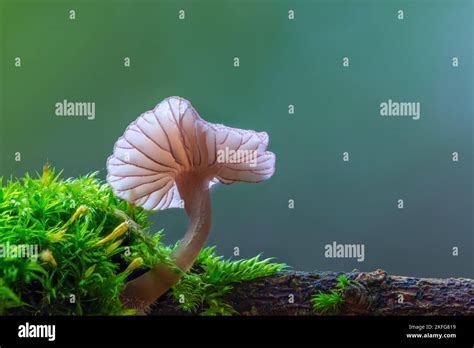 White Mushroom In The Forest Genus Mycena Mushroom Stock Photo Alamy