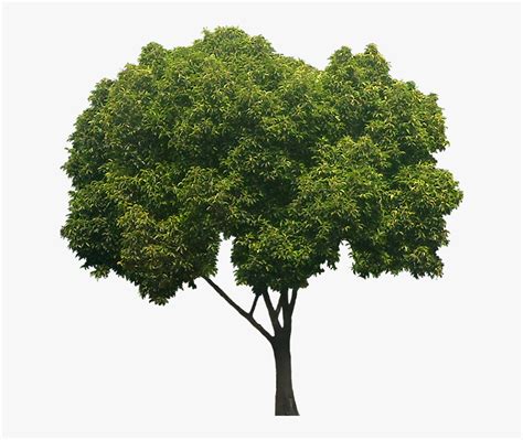 Peepal Tree White Background, HD Png Download , Transparent Png Image ...