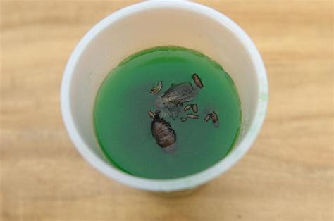 Vagina und Penis Kim lässt es sich schmecken Abendzeitung München