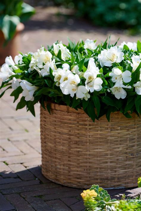 Alstroemeria Patio Inticancha® Sunburst