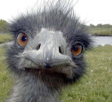 Cold Stare Of Ostrich Meme Generator