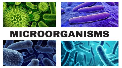 Types Of Microorganisms Microorganisms Friends And Foe Class 8