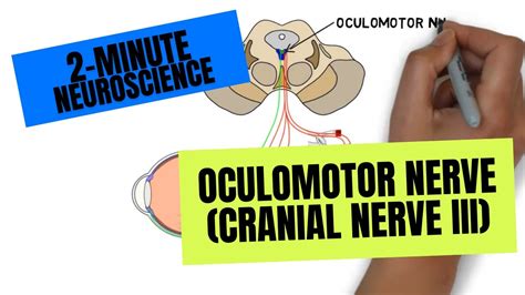 Oculomotor Nerve Pathway